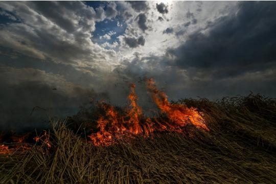 Росіяни знищують пшеничні поля на Харківщині