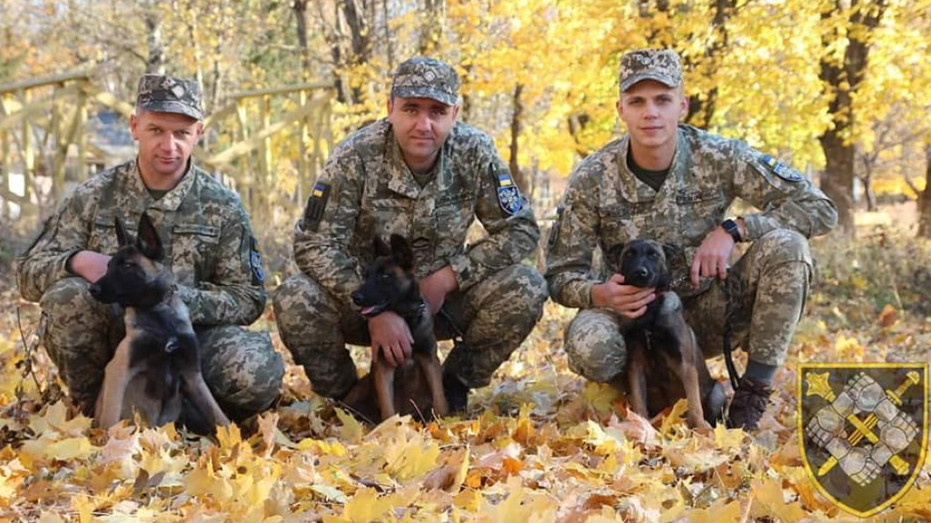 У Збройних Силах України несуть службу понад пів тисячі службових собак